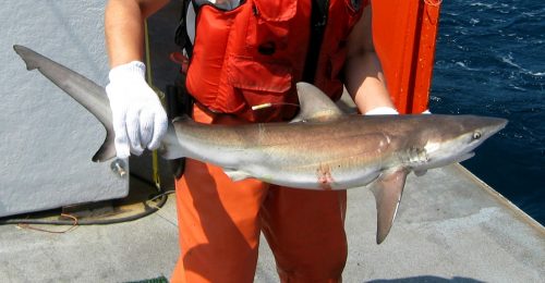 Dusky shark. Photo © NOAA