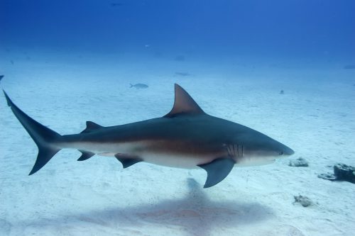 Bull shark in the Bahamas. Photo © David Snyder