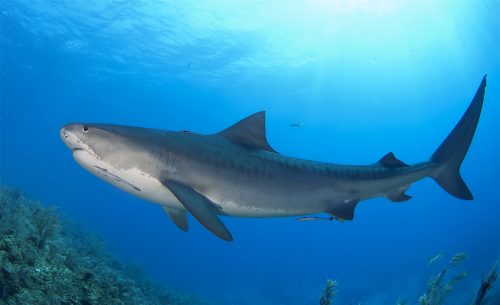 Image of a Tiger shark in the Bahamas by David Snyder