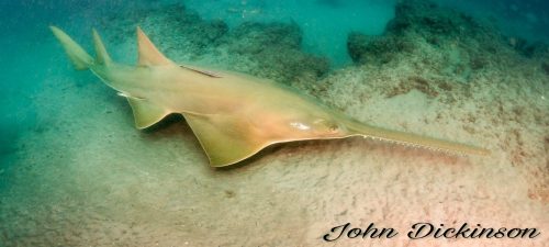 Smalltooth Sawfish in Florida. Photo John Dickinson