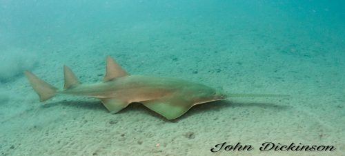 Smalltooth sawfish in Florida. Photo © John Dickinson