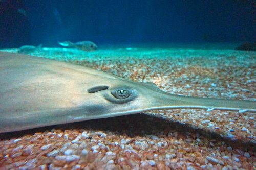 Green sawfish at the Aquarium of Genoa. Photo from Tiia Monto, Wikicommons