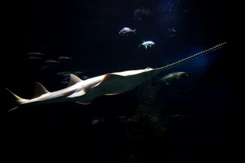 Green sawfish at the Ciudad de las Artes y las Ciencias, Valencia, Spain. Photo by Javier Yaya Tur, Wikicommons