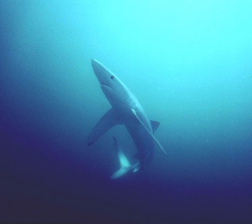 Blue shark. Photo © Greg Skomal