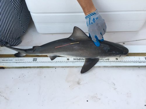 Juvenile bull shark being tagged and released by FPSR and CSA researchers. Photo © George Burgess