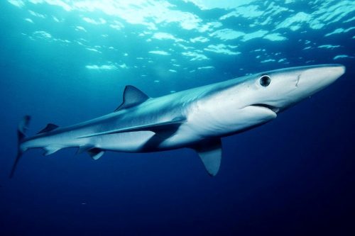 Blue shark. Photo © Mark Conlin NMFS