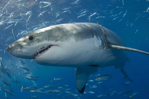 White Shark photo © Mauricio Hoyos