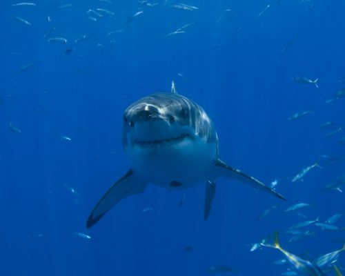 White Shark photo © Mauricio Hoyos