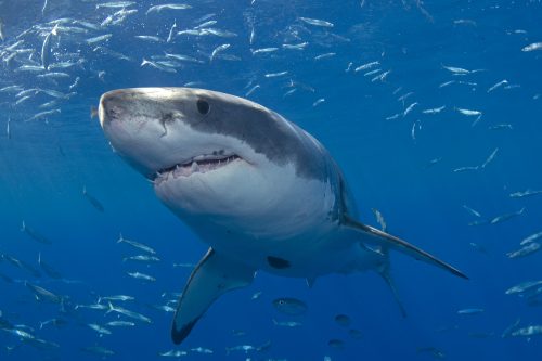 White Shark photo © Mauricio Hoyos