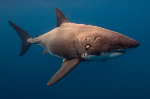 White shark with mating scars. © Mauricio Hoyos