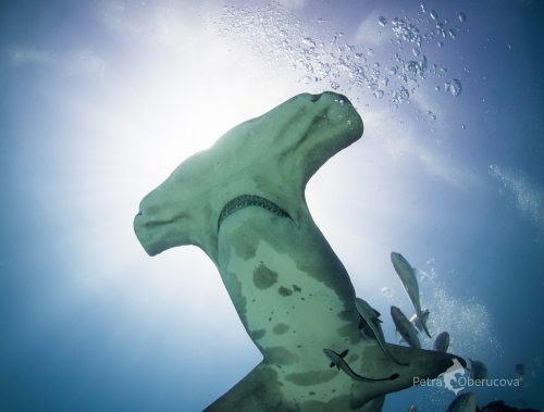 A great hammerhead cruises through the Bahamian waters. Photo © Petra Oberucova