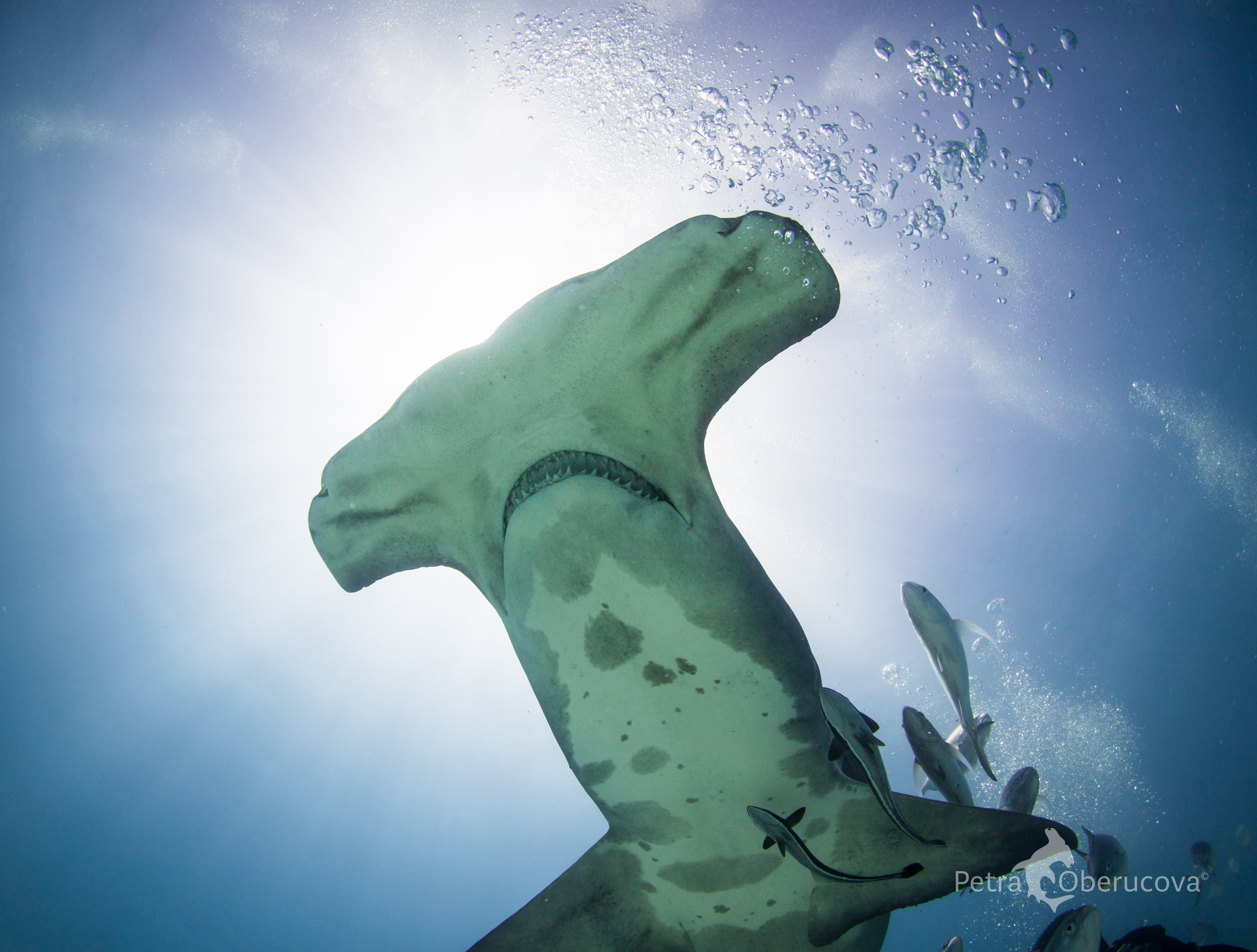 Great Hammerhead – Discover Fishes