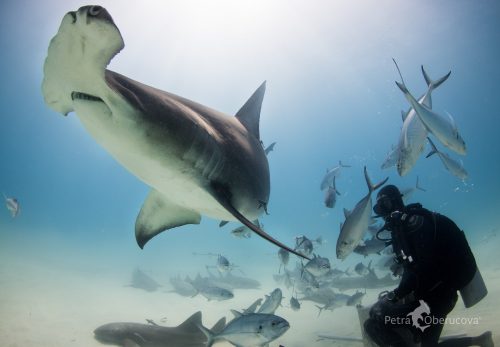 A great hammerhead and diver in the Bahamas. Photo © Petra Oberucova