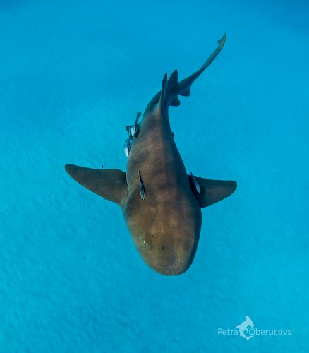 Nurse shark. Photo © Petra Oberucova