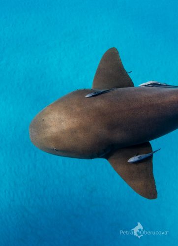 Nurse shark. Photo © Petra Oberucova