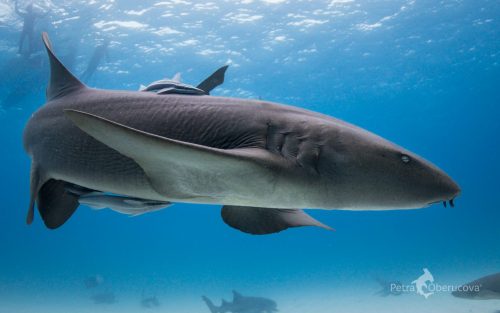 Nurse shark. Photo © Petra Oberucova