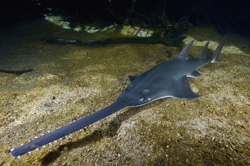 Largetooth Sawfish. Photo from Simon Fraser University, Wikicommons