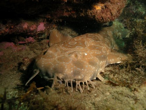 Spotted Wobbegong. Photo © Robert Harcourt