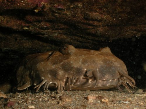 Spotted Wobbegong. Photo © Robert Harcourt