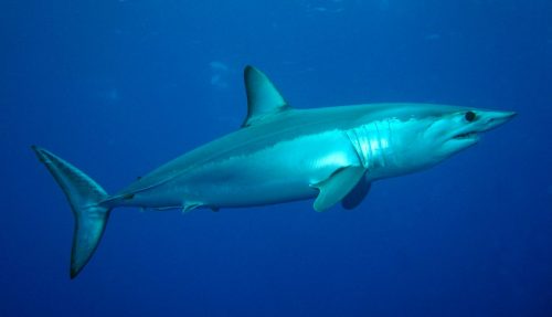 Shortfin Mako Shark. Photo © Patrick Doll, Wikicommons