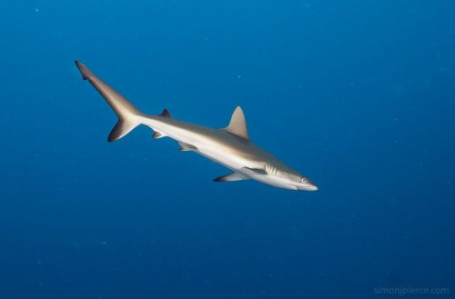 Grey Reef Shark. Photo © Simon Pierce