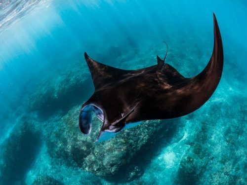 The reef manta ray. Photo © Simon Pierce