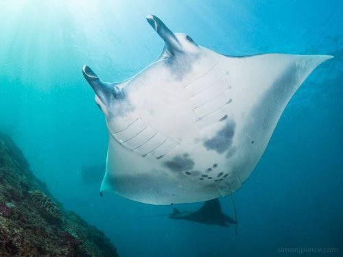 The reef manta ray. Photo © Simon Pierce