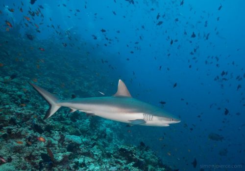 Grey Reef Shark. Photo © Simon Pierce