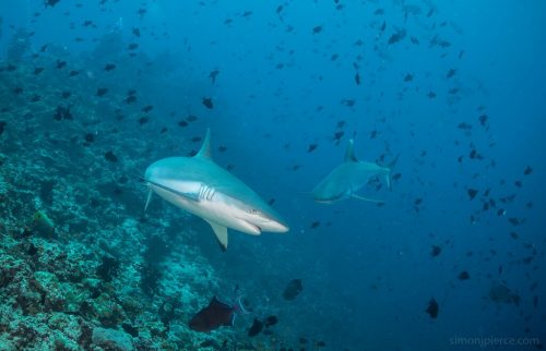 Grey Reef Shark. Photo © Simon Pierce