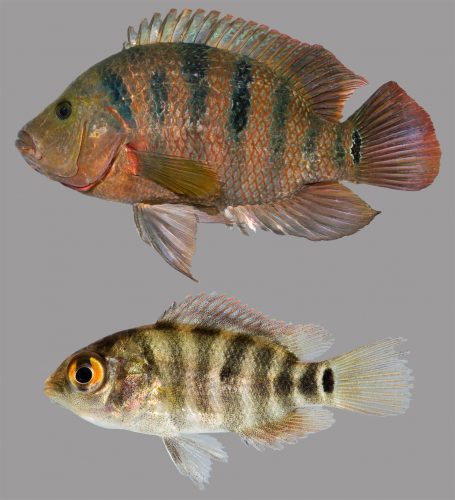 Photo of adult and juvenile Mayan Cichlid