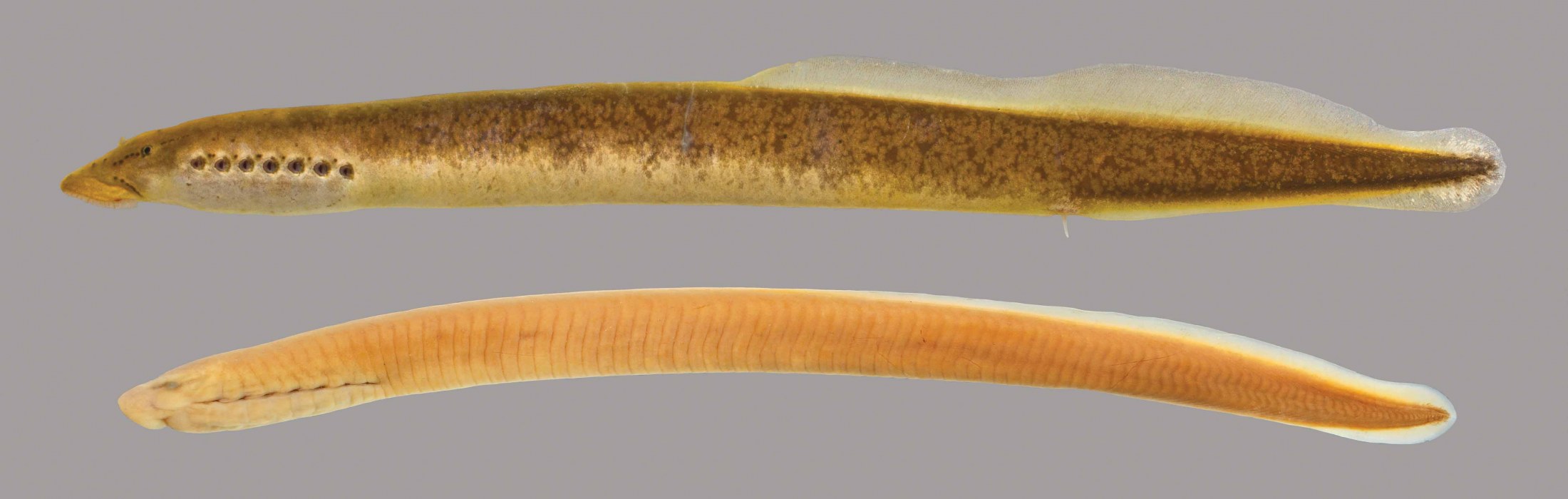 Lateral view of Southern Brook Lampreys