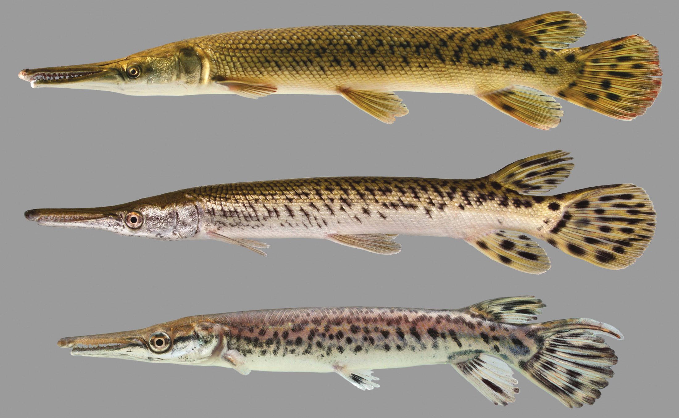 Lateral view of three alligator gars