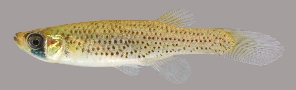 Lateral view of a western starhead topminnow