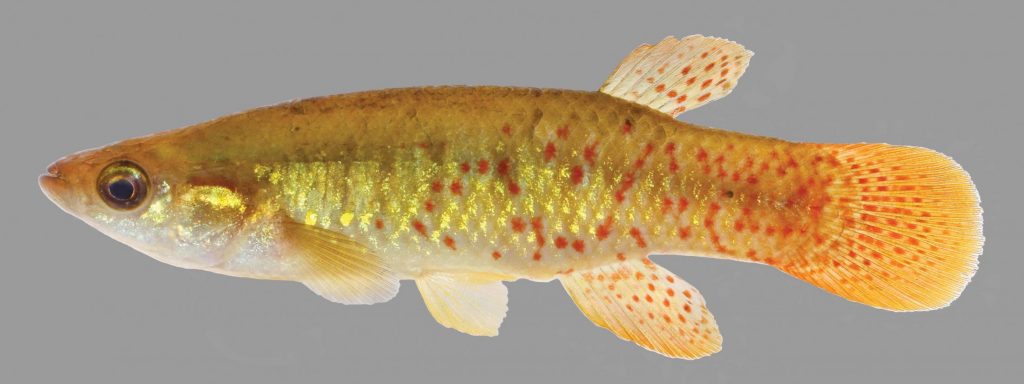 Lateral view of a golden topminnow
