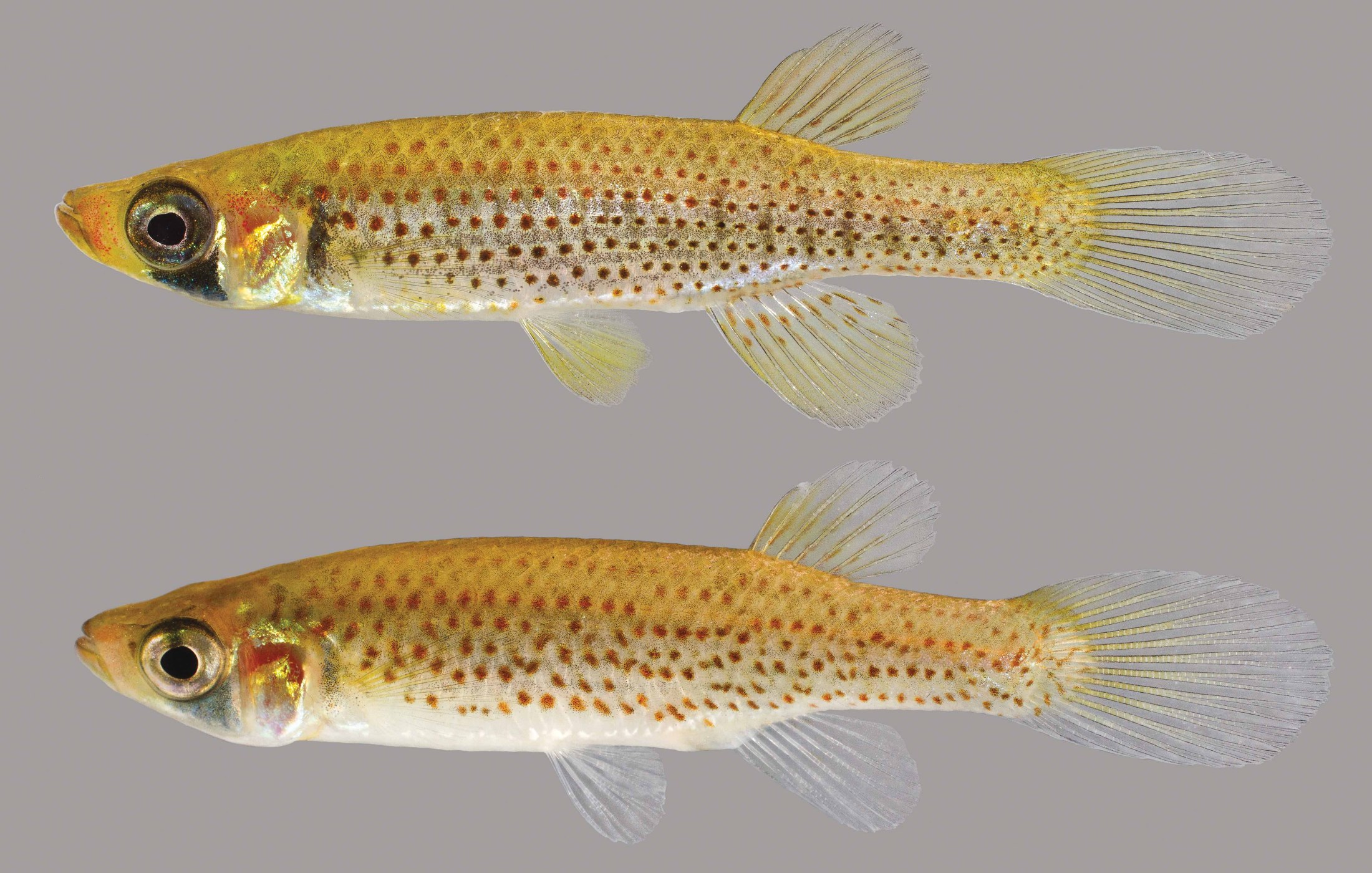 Lateral view of a russetfin topminnow