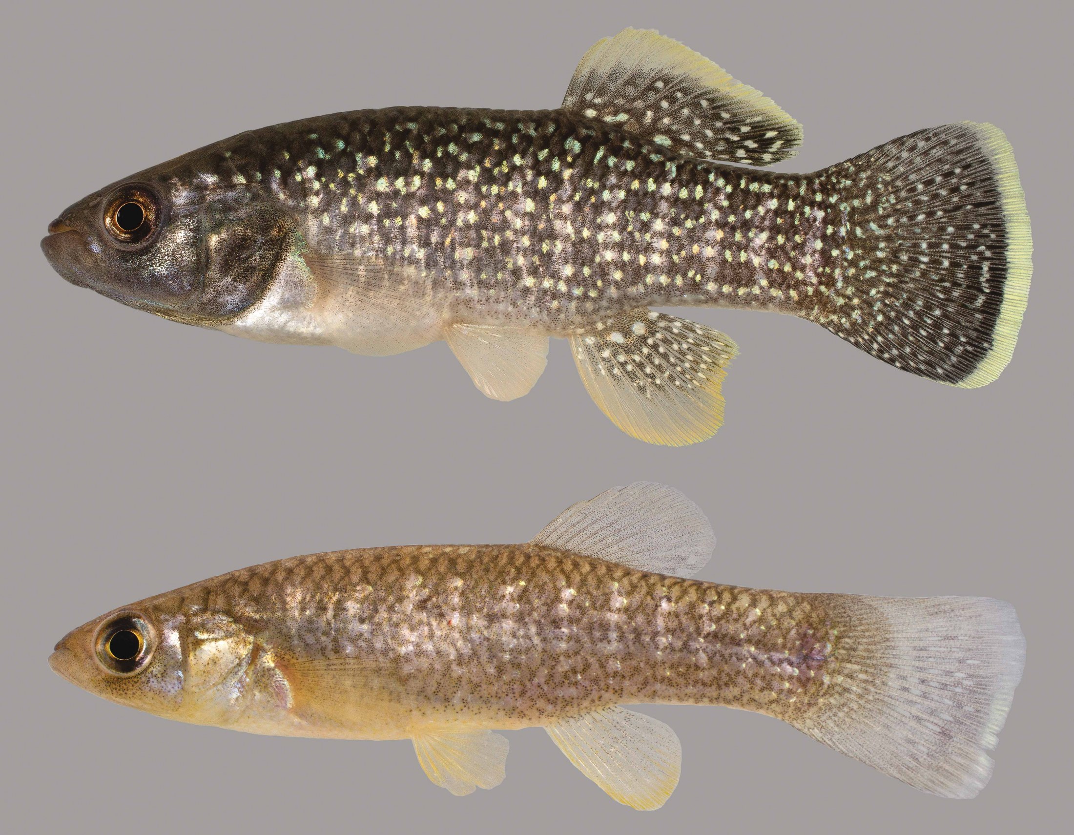 Lateral view of Gulf killifish