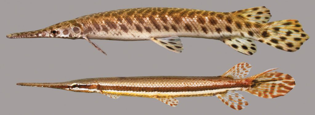 Lateral view of two spotted gars