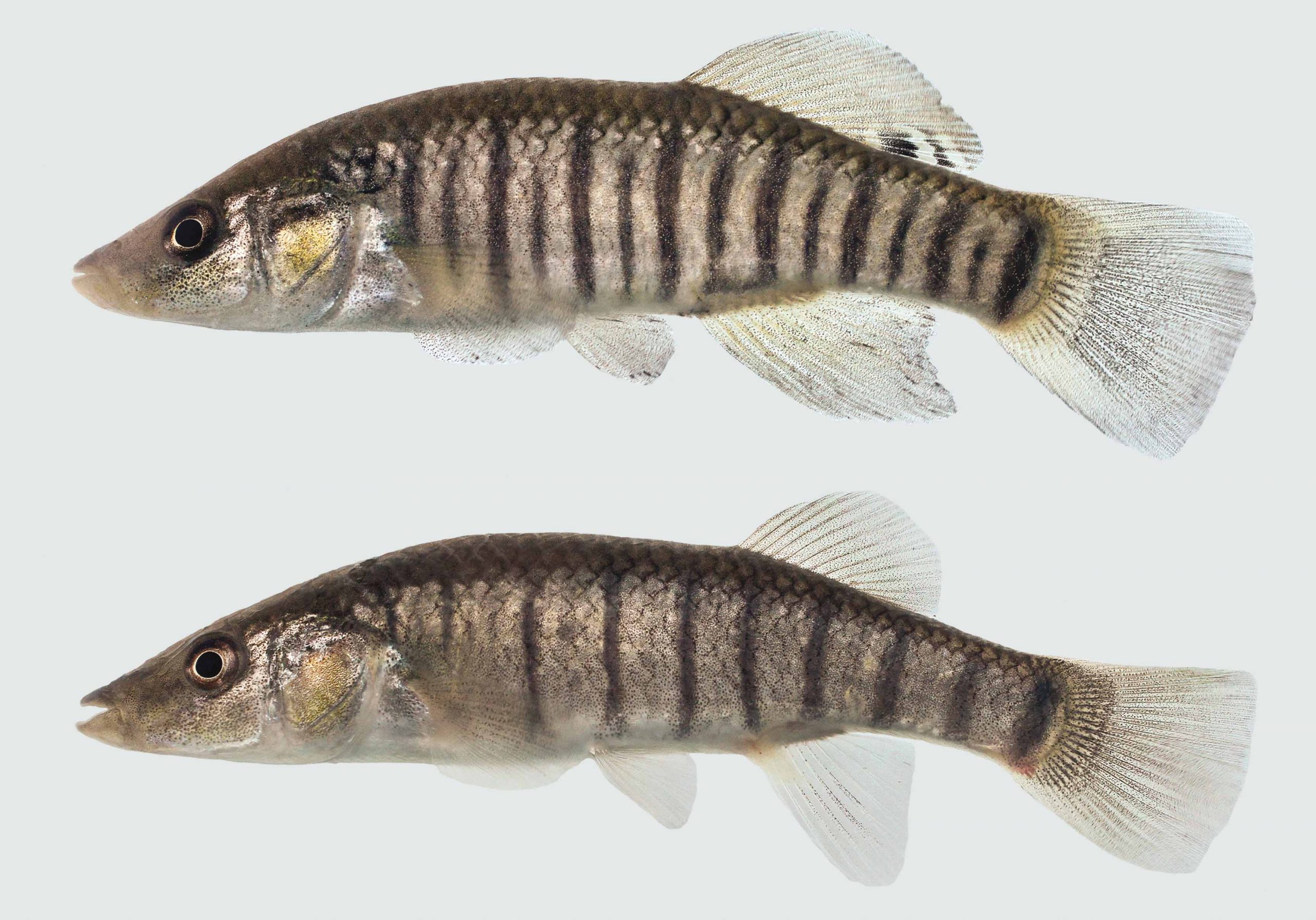 Longnose Killifish Discover Fishes