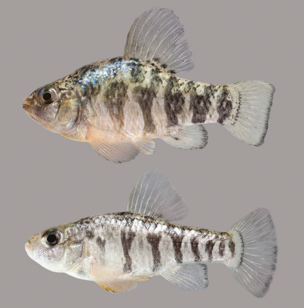 Sheepshead Minnow Discover Fishes
