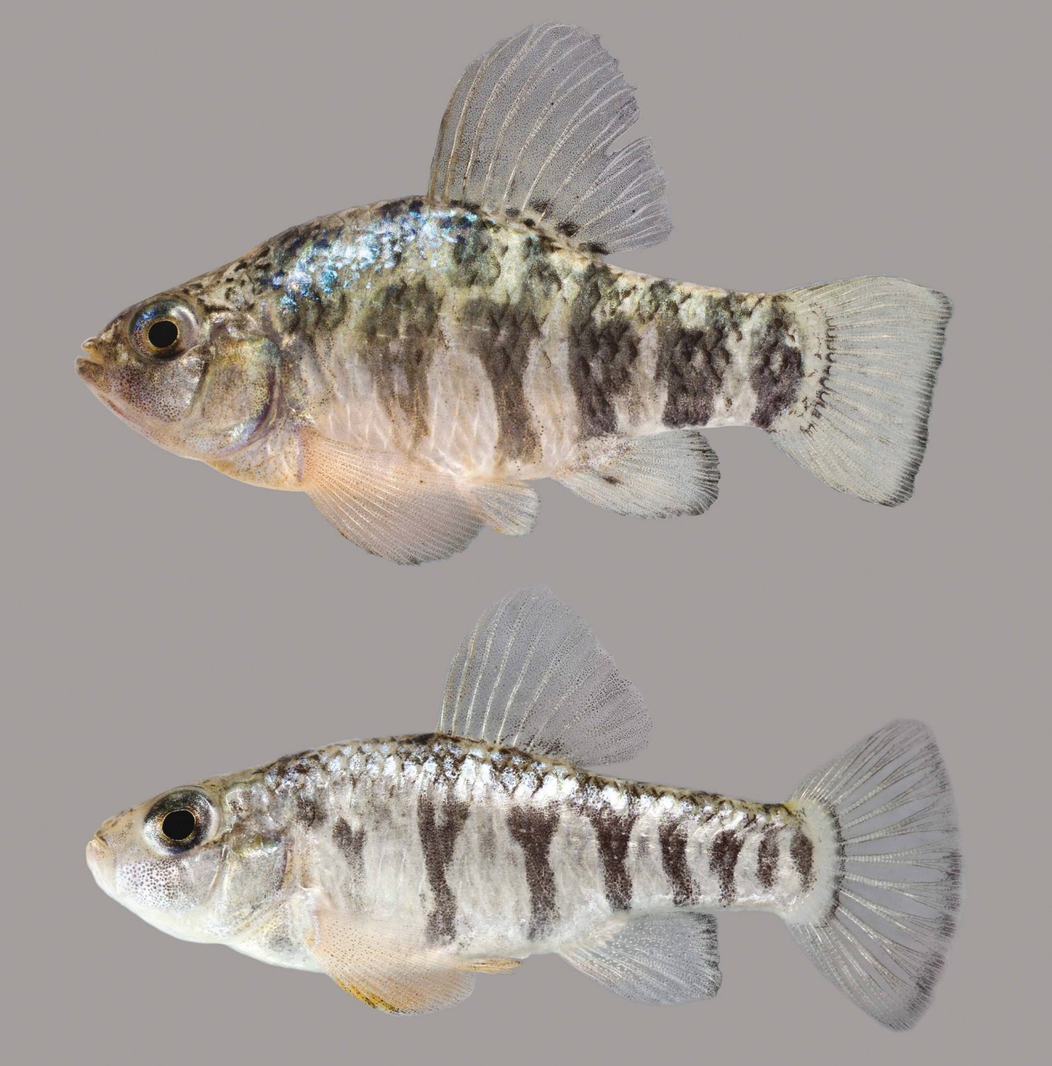 Sheepshead Minnow Discover Fishes