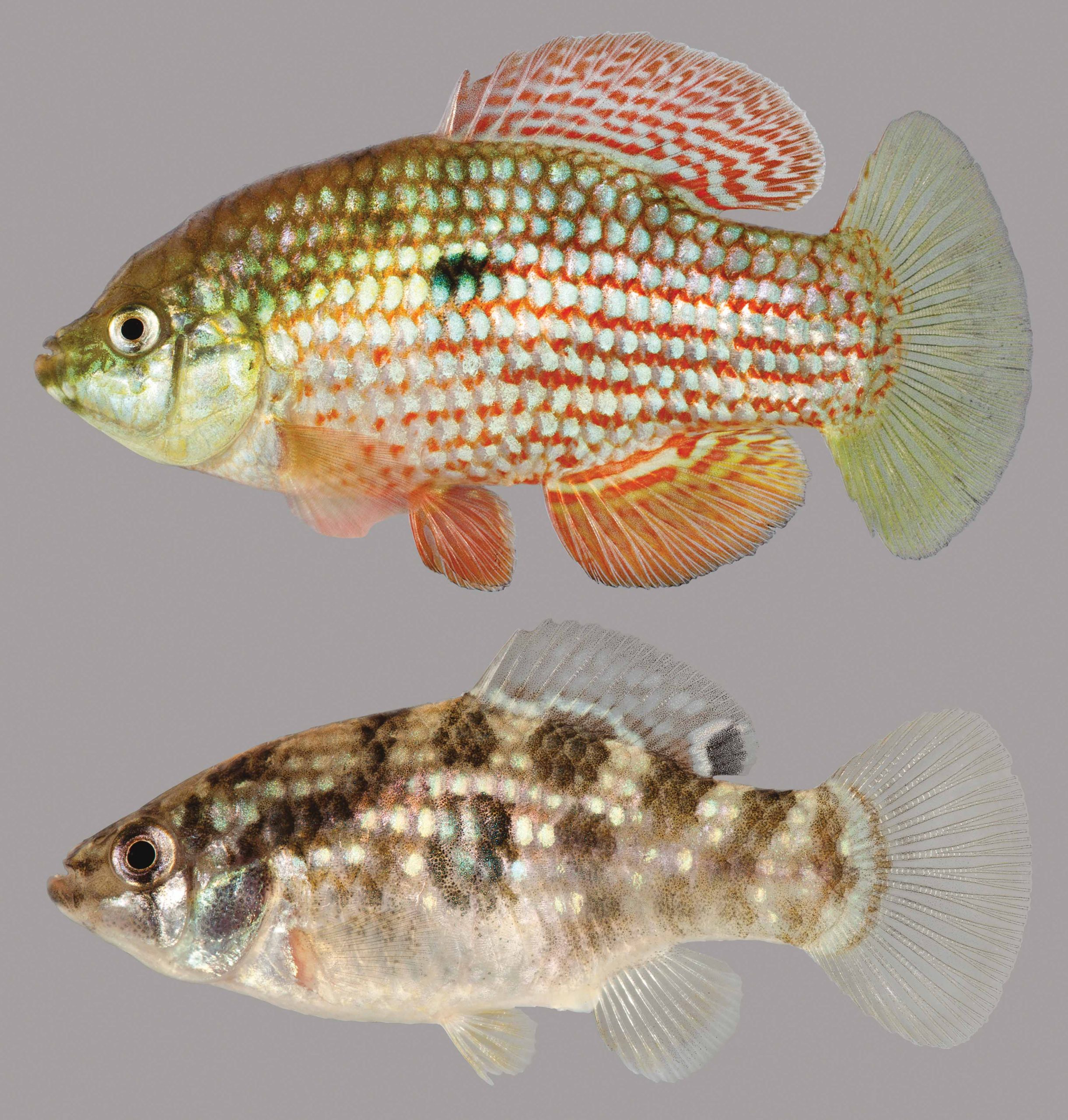 Lateral view of two flagfish