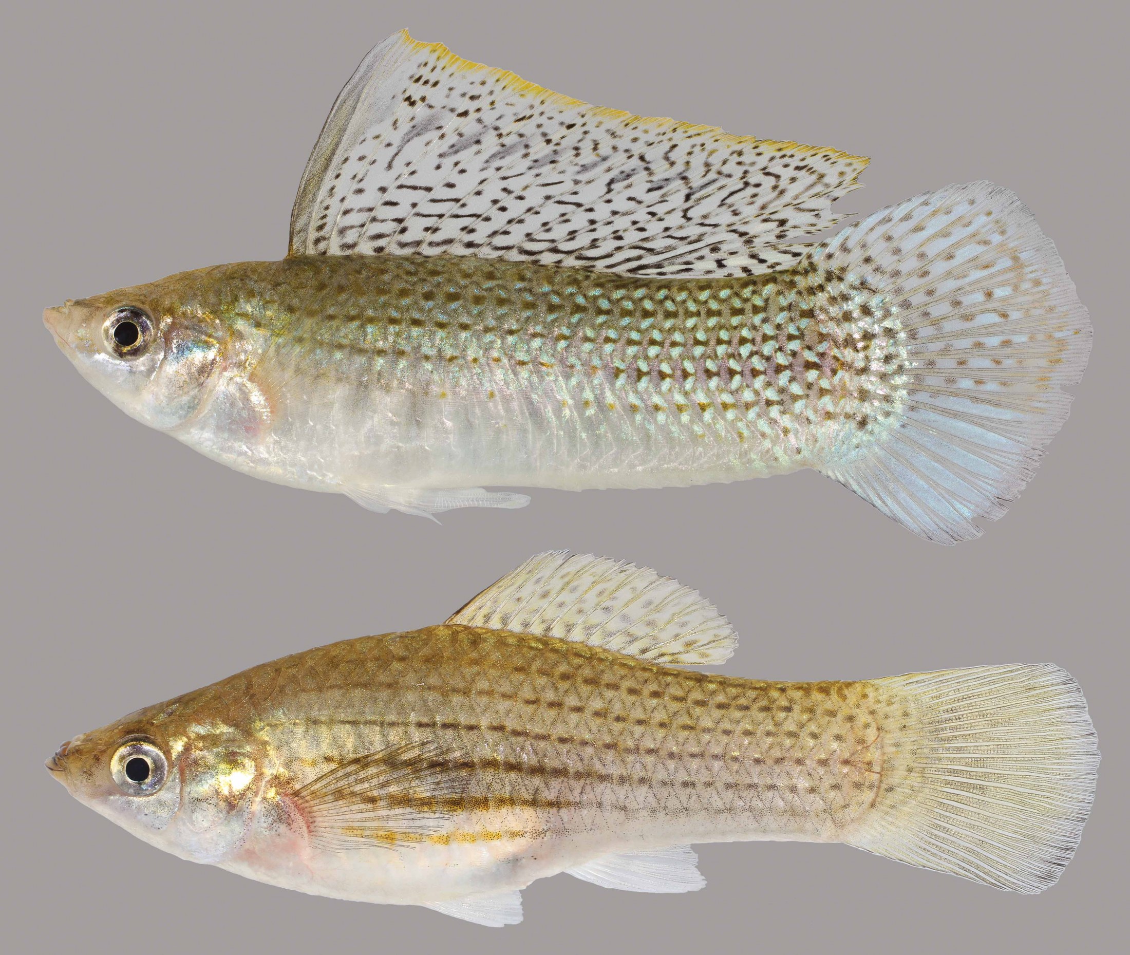 male vs female molly fish