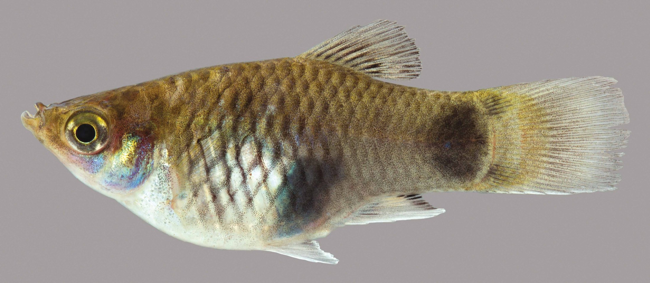 Lateral view of a souther platyfish
