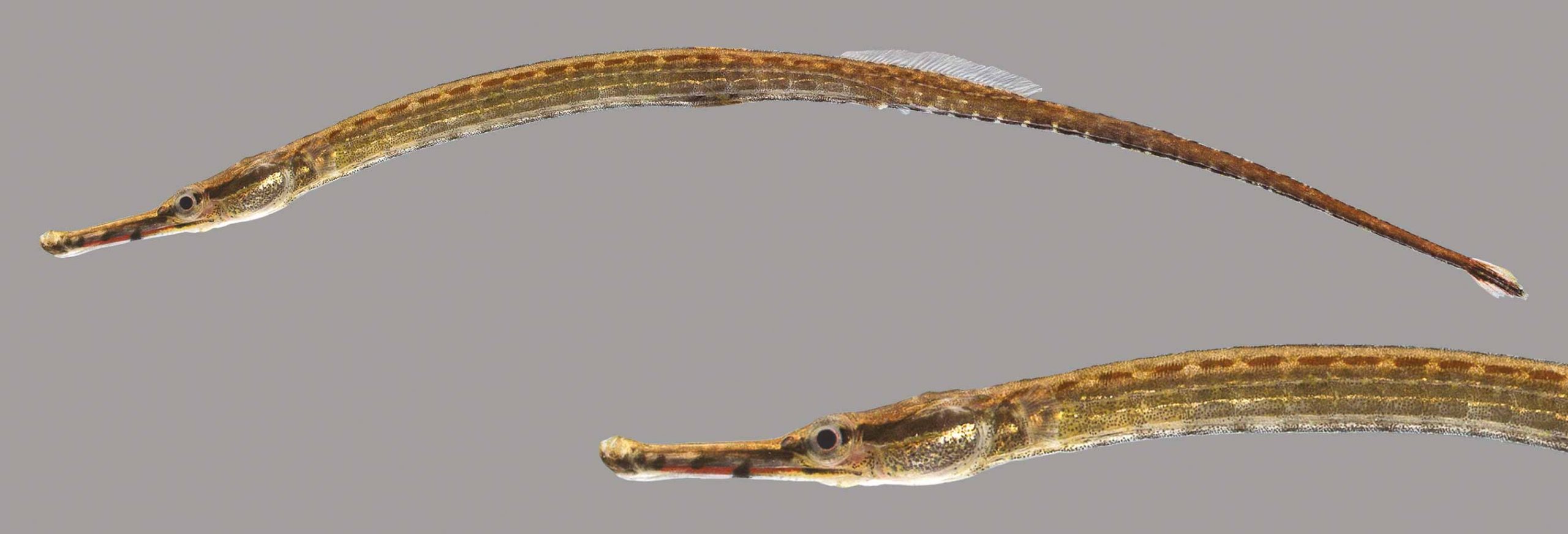 Lateral view of opossum pipefish