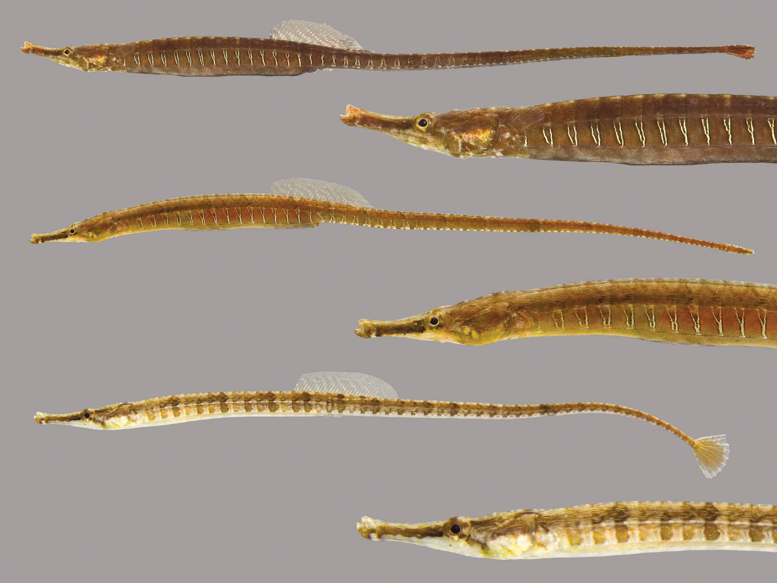 Lateral view of Gulf pipefish