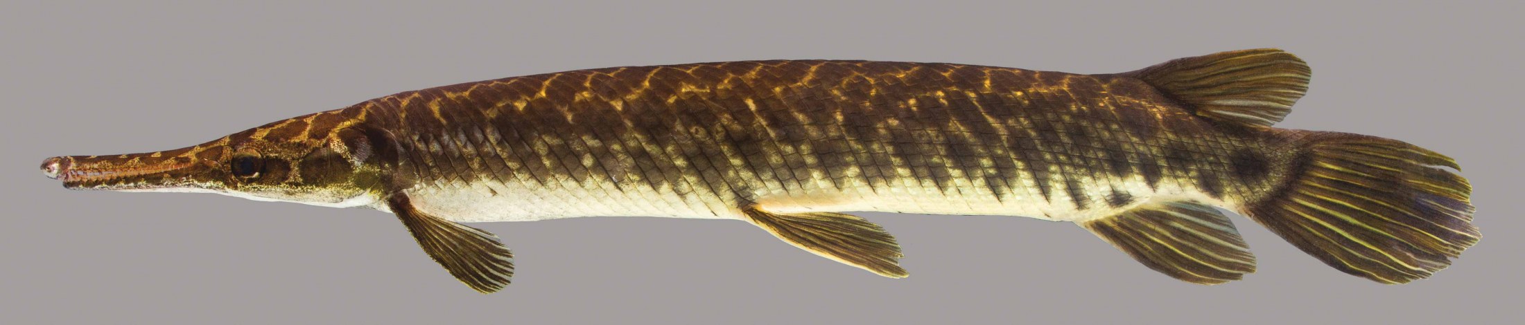 A lateral view of a Florida gar