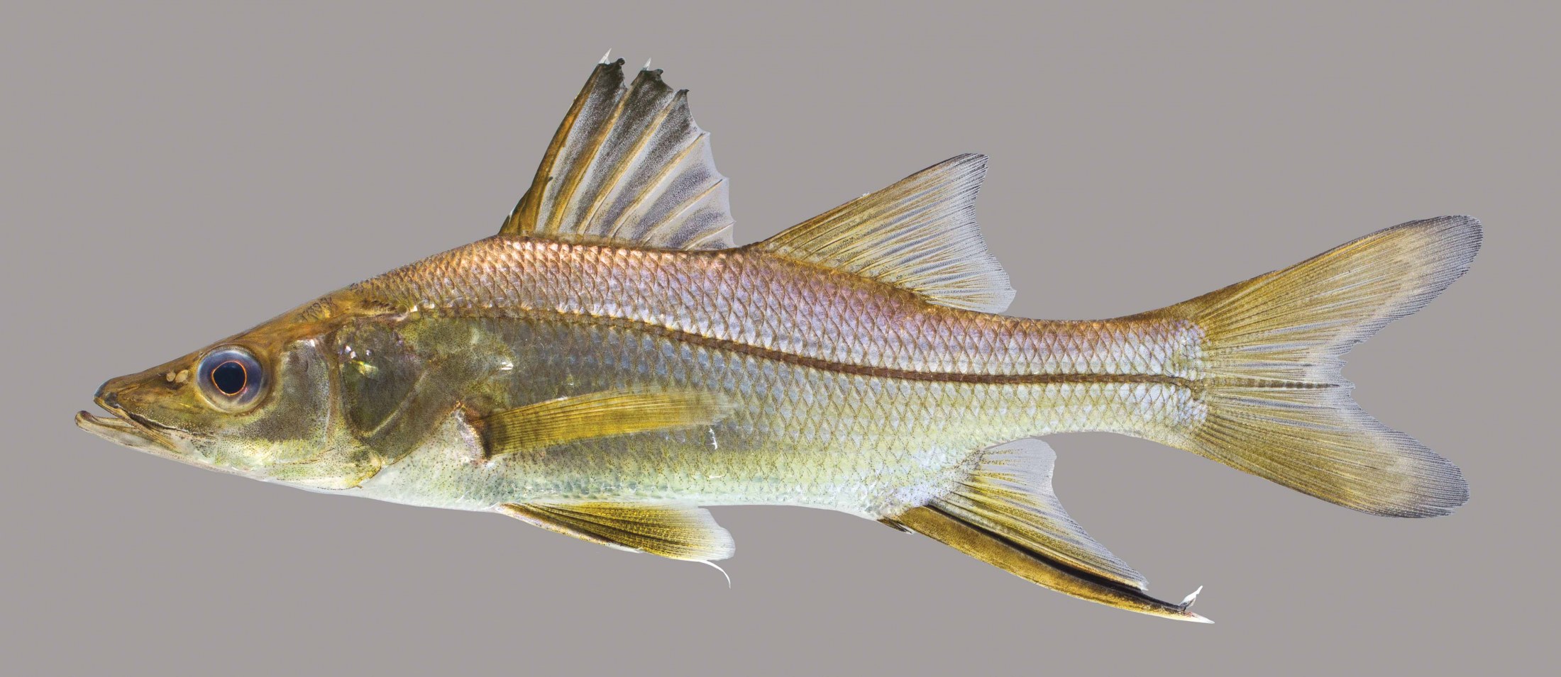 Lateral view of a swordspine snook