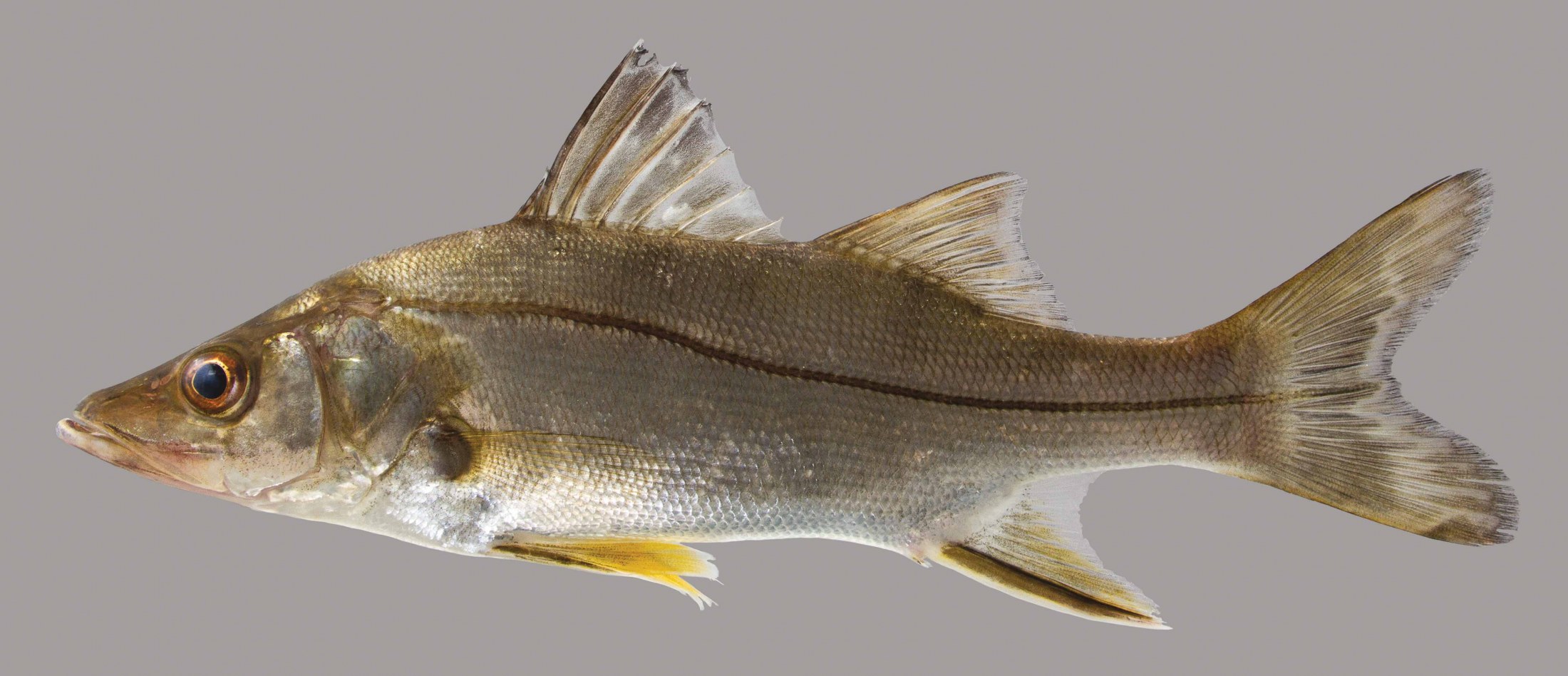 Lateral view of a fat snook