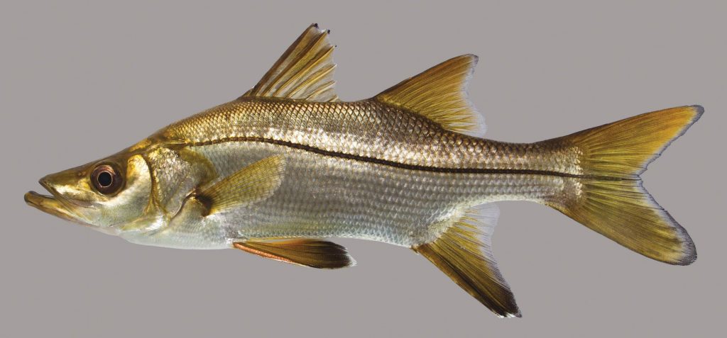 Lateral view of a tarpon snook