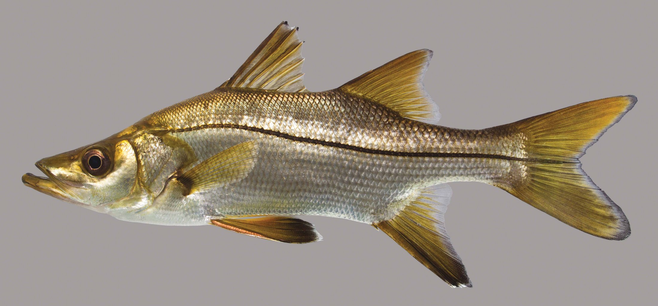Snook